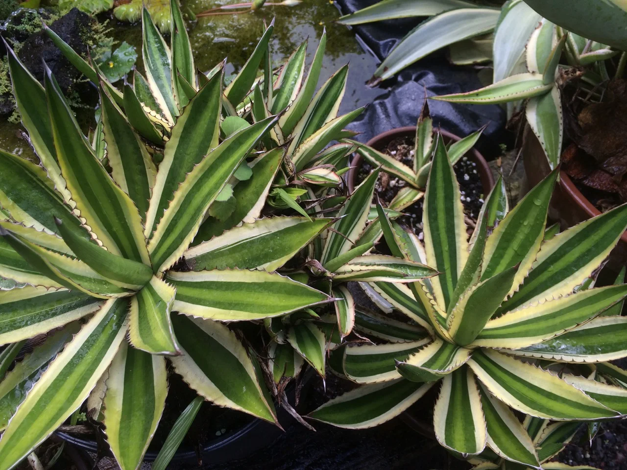 Agave lophantha quadricolor.jpg