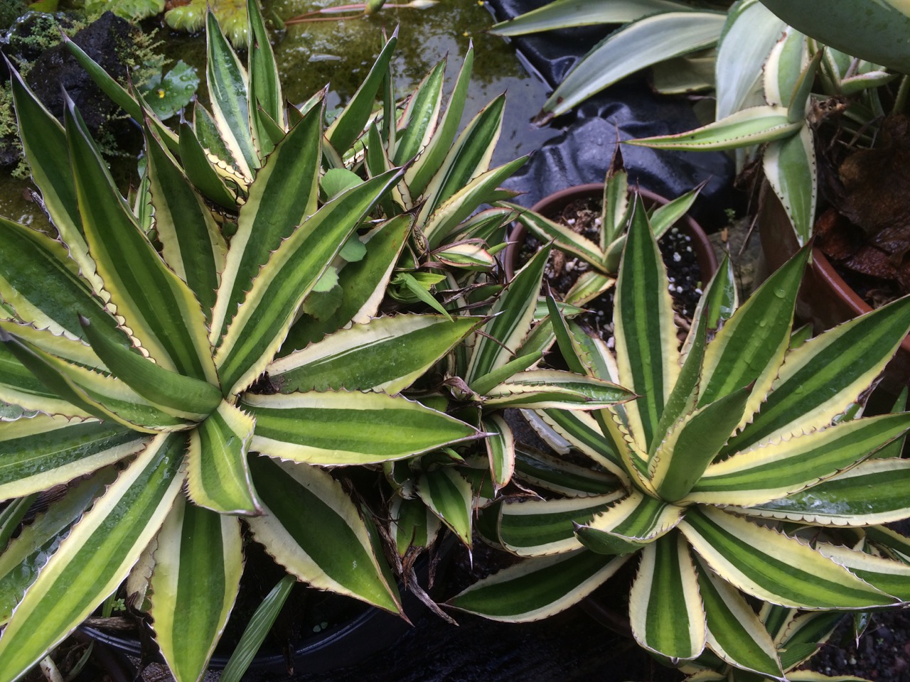 Agave lophantha quadricolor  Vintage Green Farms with Tom Piergrossi