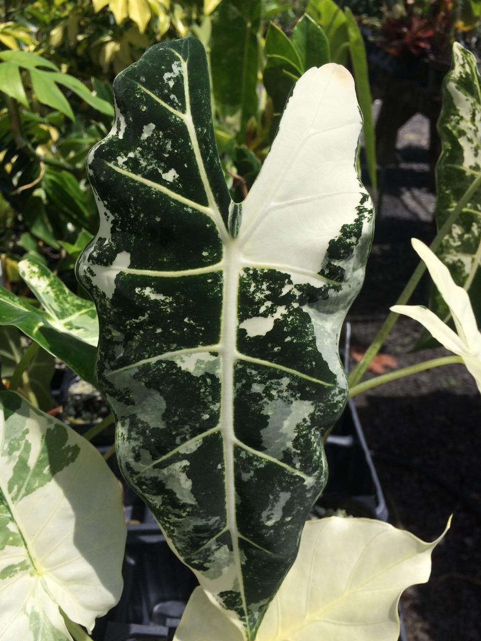Alocasia micholitziana 'Variegated Frydek'  Vintage Green Farms with Tom  Piergrossi