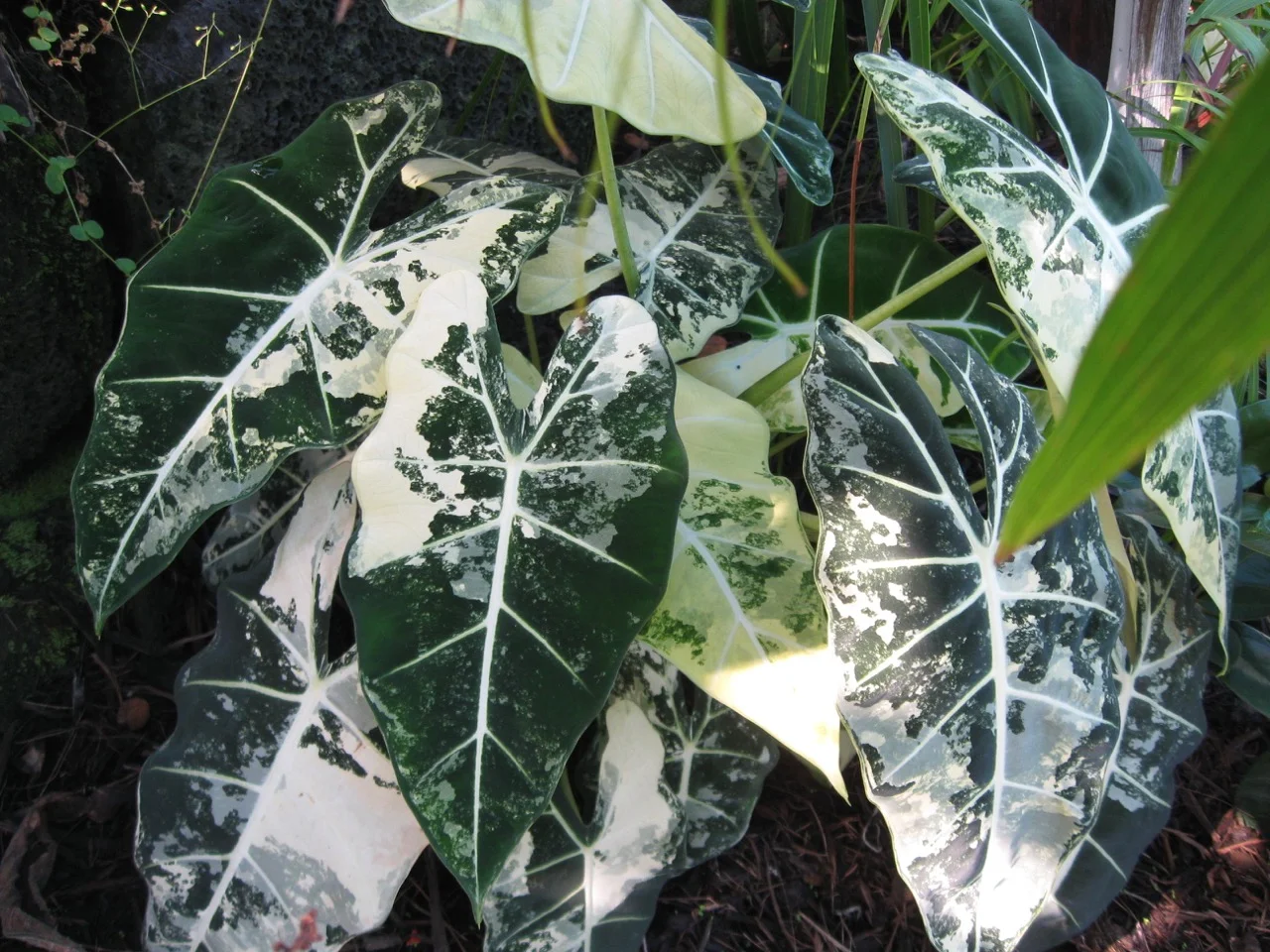 Alocasia micholitziana 'Variegated Frydek'  Vintage Green Farms with Tom  Piergrossi
