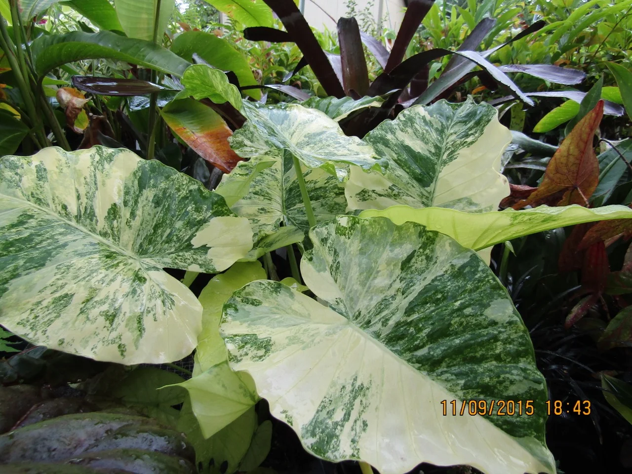 Alocasia odora variegata (Gold Form) (2).jpg