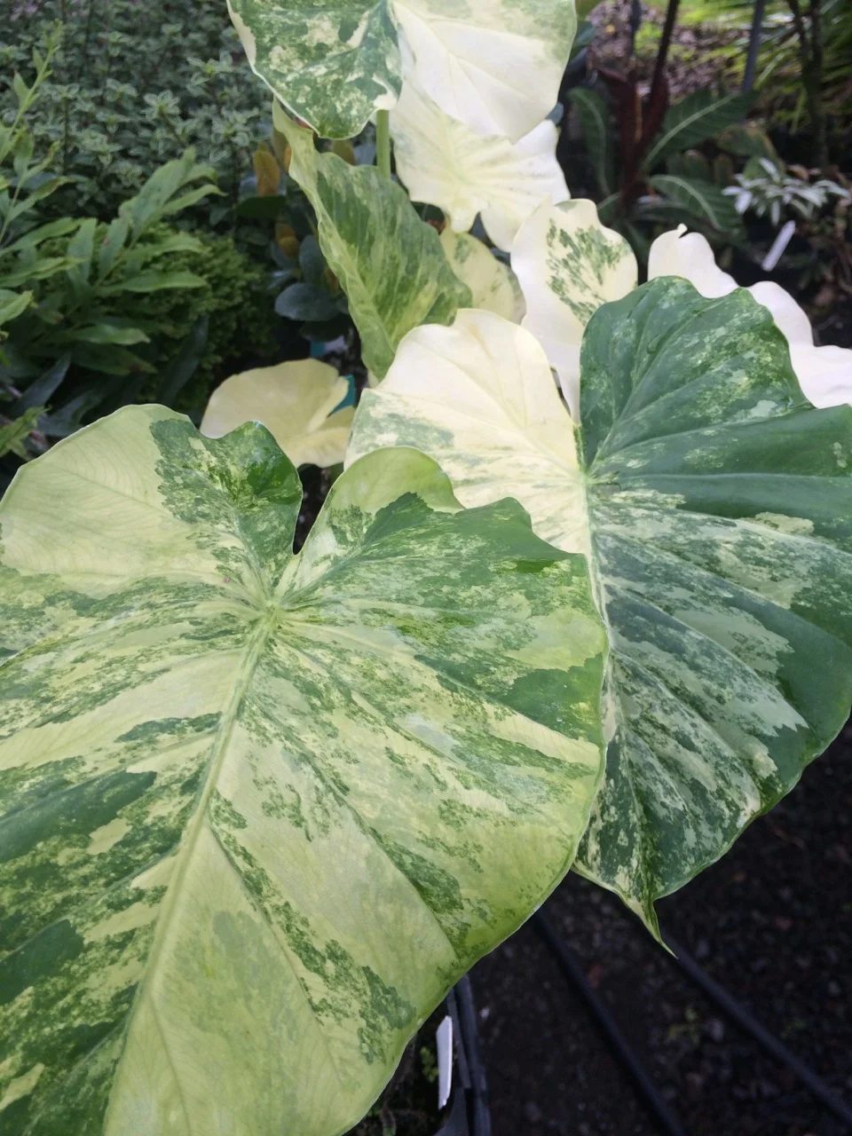Alocasia odora variegata (Gold Form).jpg