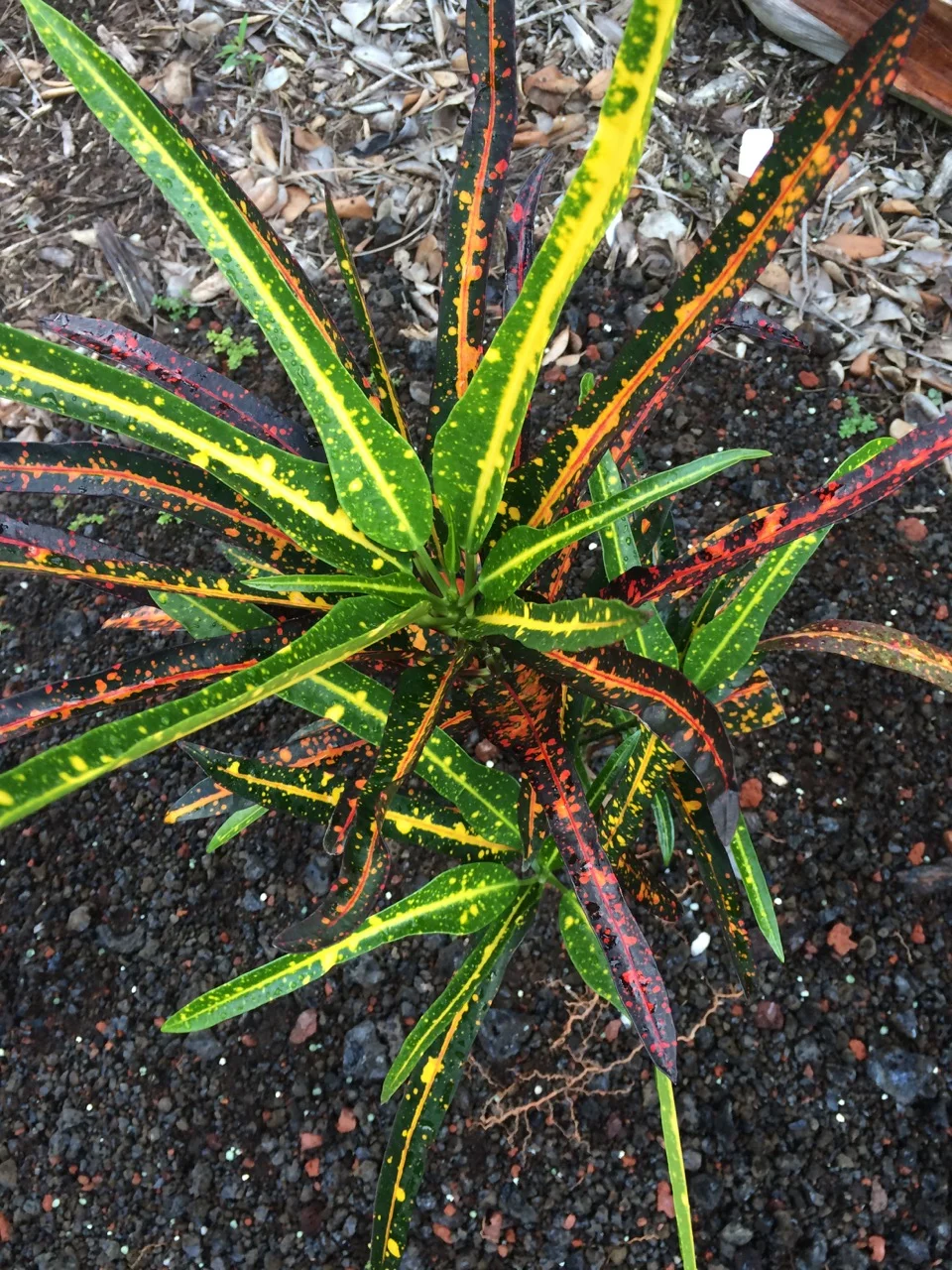 Codiaeum 'Johanna Coppinger' (1).jpg