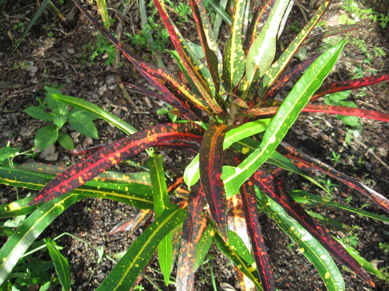 Codiaeum 'Johanna Coppinger' (2).jpg