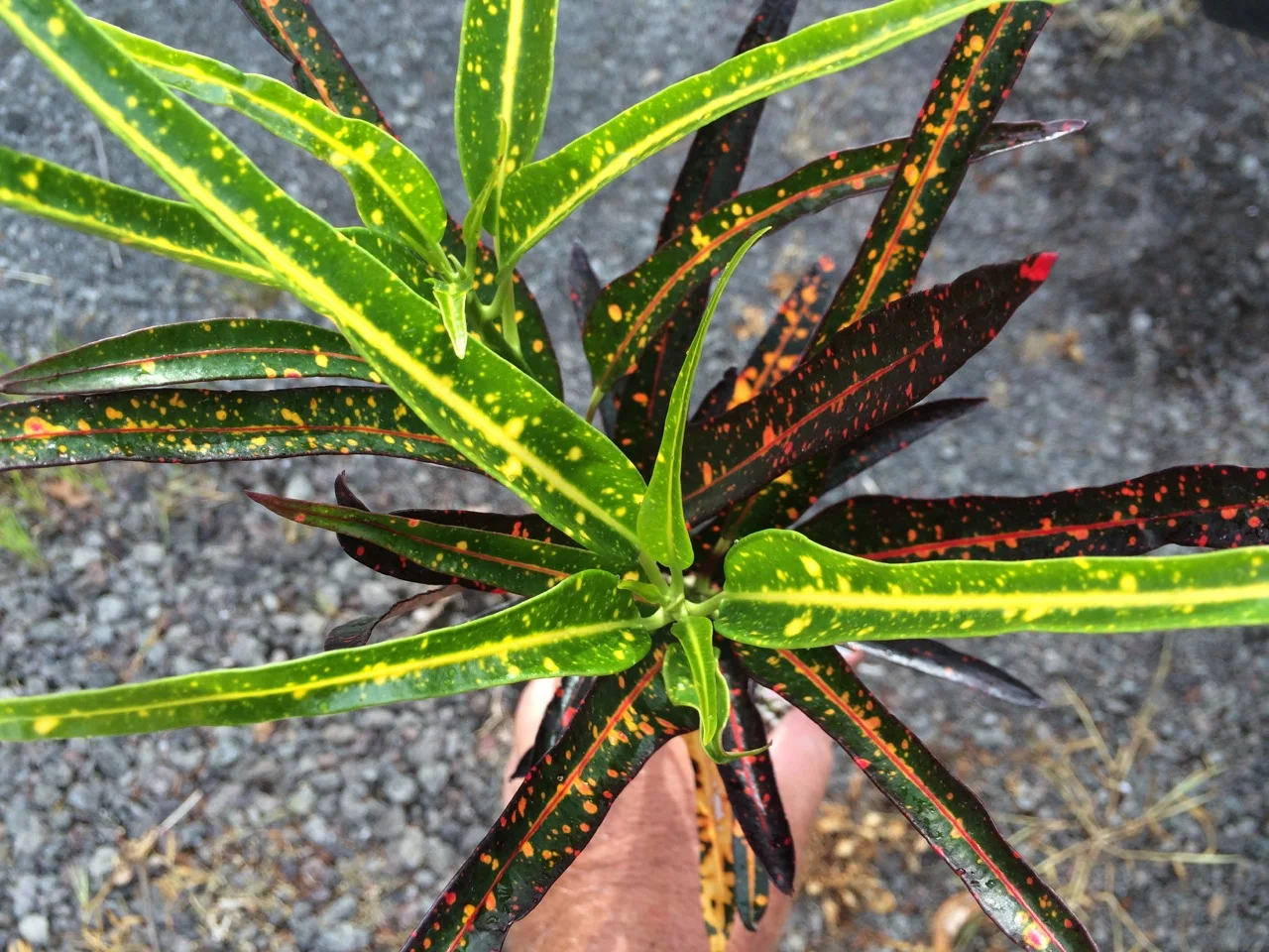 Codiaeum 'Johanna Coppinger'.jpg