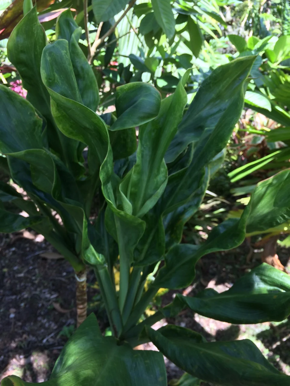 Cordyline terminalis ‘Bing Bing’ (2).jpg