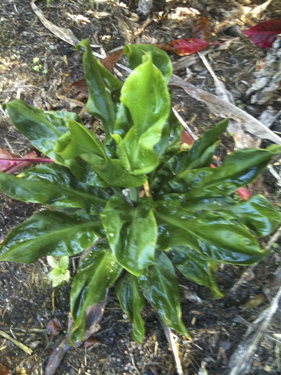 Cordyline terminalis ‘Bing Bing’.jpg