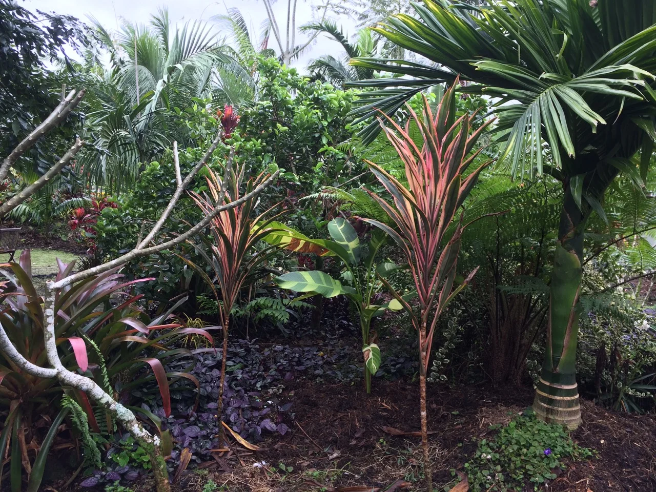 Cordyline terminalis ‘Yogi’ (2).jpg