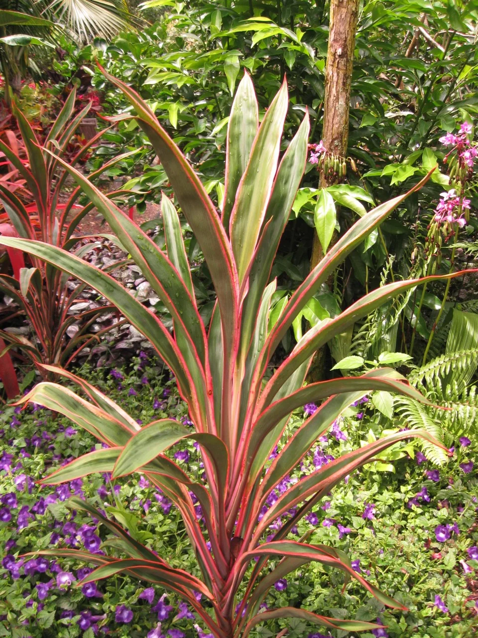 Cordyline terminalis ‘Yogi’.jpg