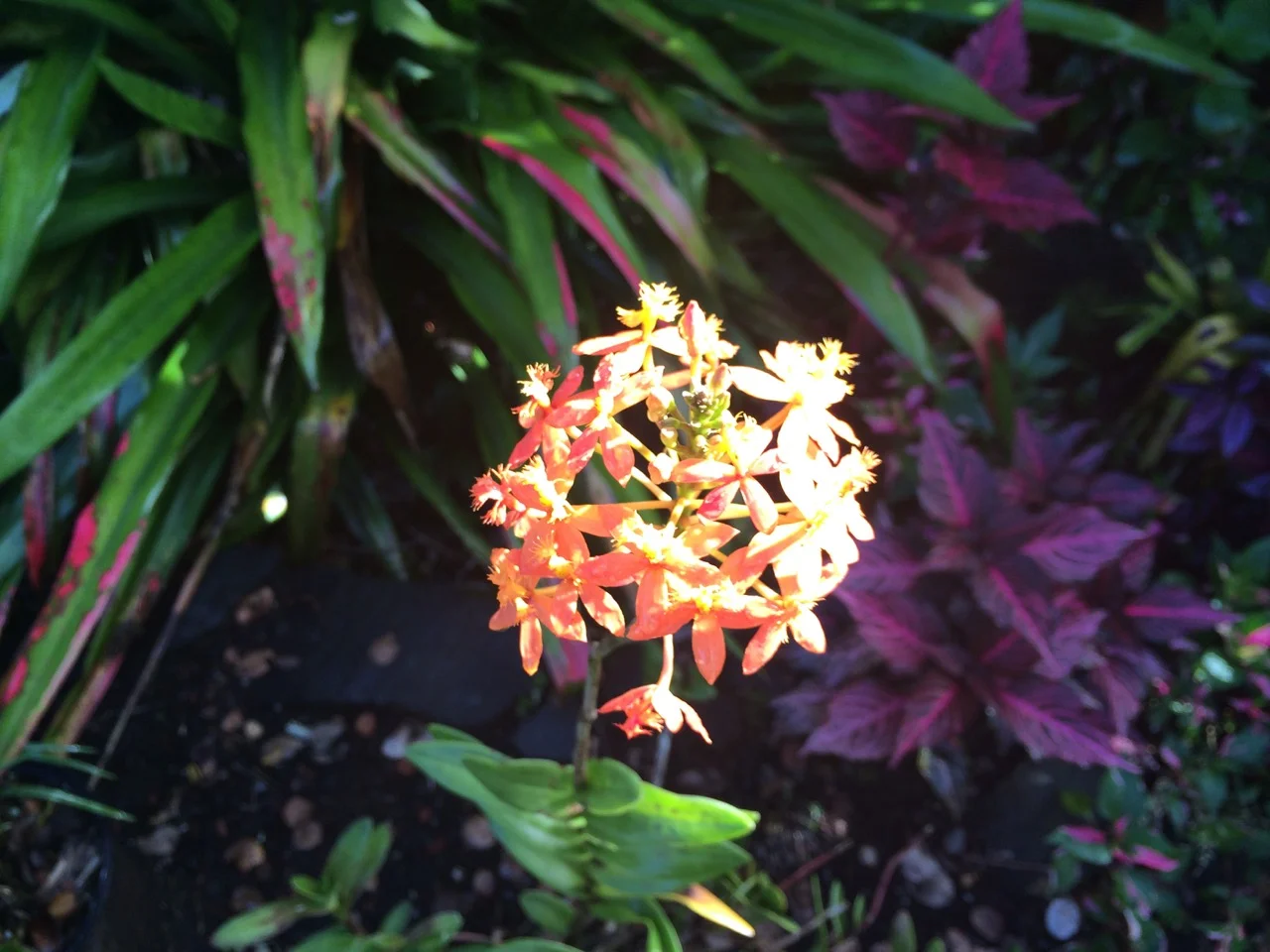Epidendrum 'Lt. Coral' (1).jpg