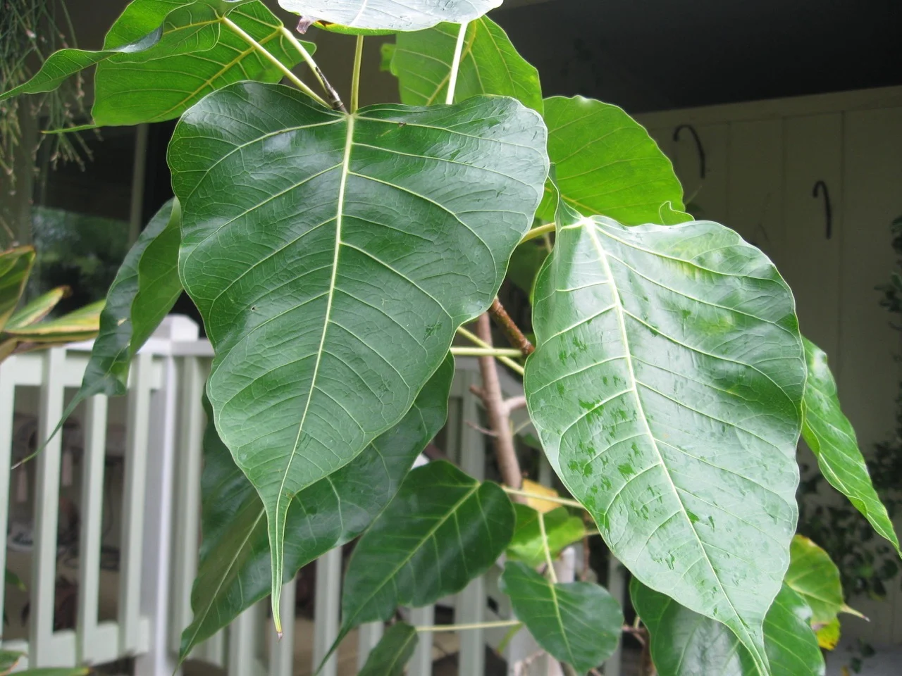 Ficus religiosa — Vintage Green Farms with Tom Piergrossi