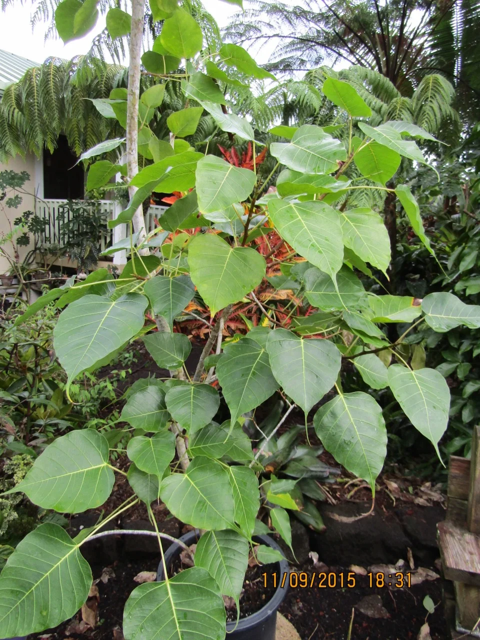 Ficus religiosa — Vintage Green Farms with Tom Piergrossi