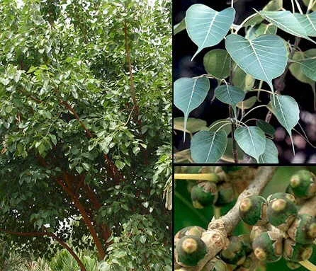 Ficus religiosa.jpg