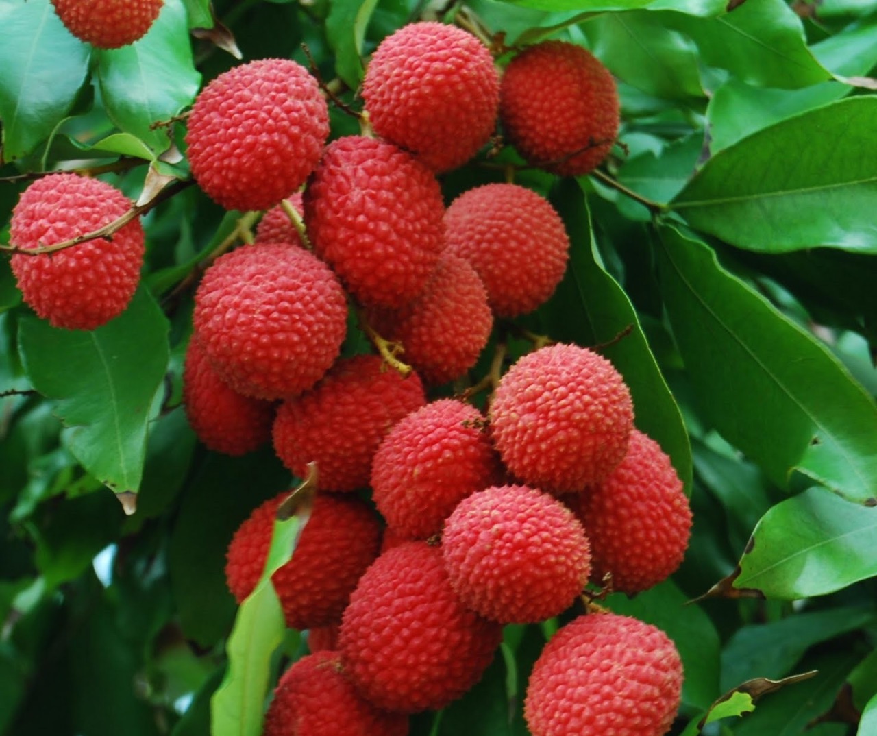 Lychee chinensis &lsquo;Kaimana&rsquo; — Vintage Green Farms with Tom Piergrossi