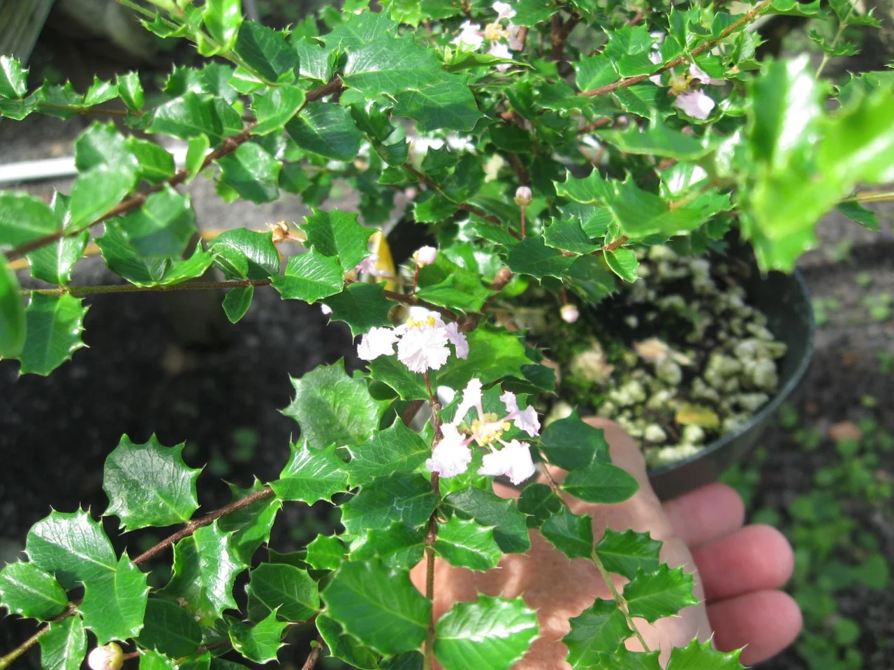 Malpighia coccigera.jpg
