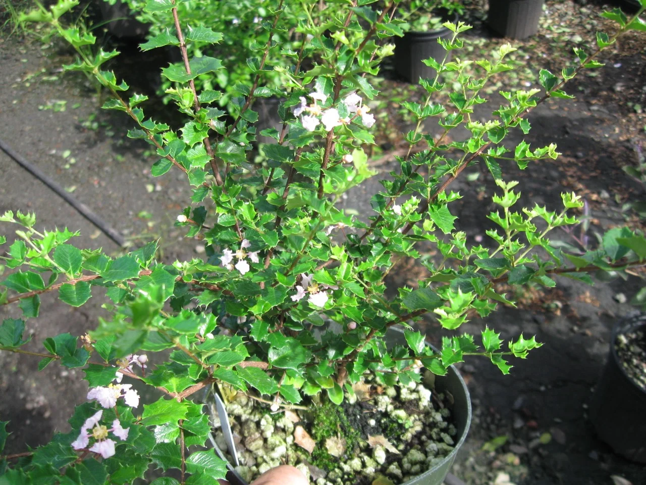 Malpighia coccigera (1).jpg
