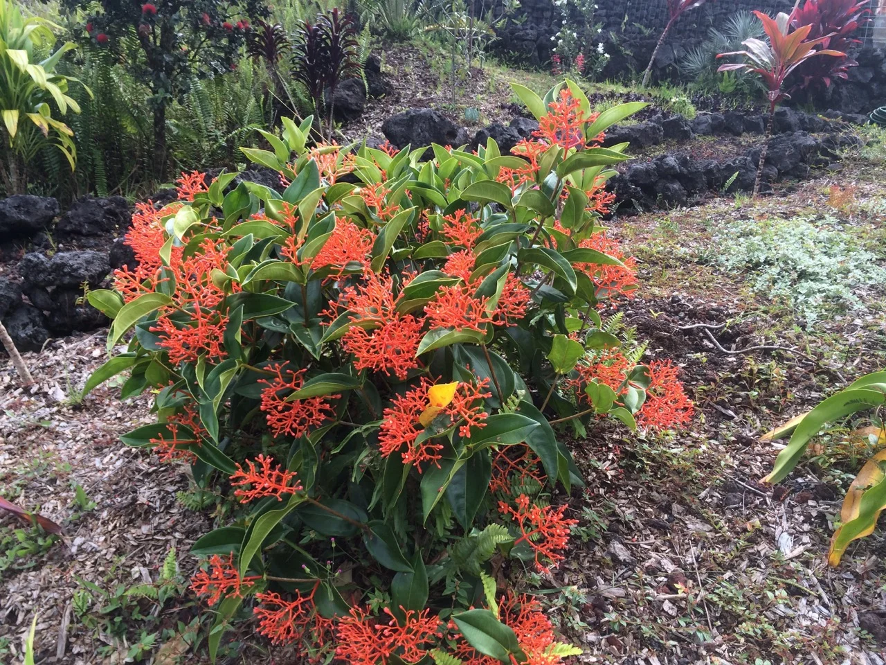 Medinilla scortechinii.jpg