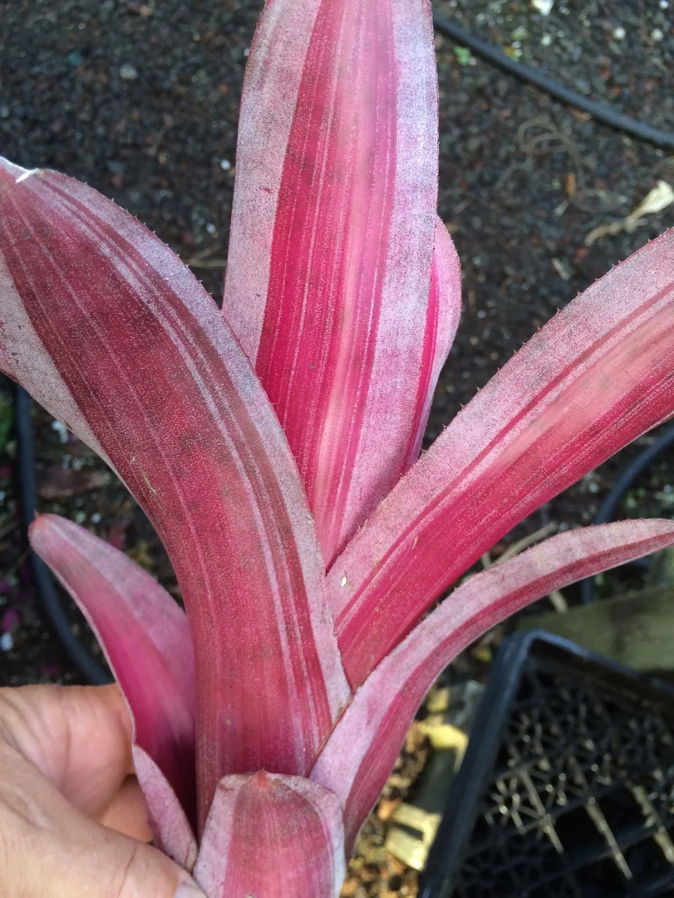 Neoregelia 'Birdrock’ (3).jpg