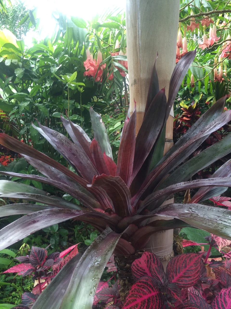 Neoregelia 'Birdrock’ (1).jpg