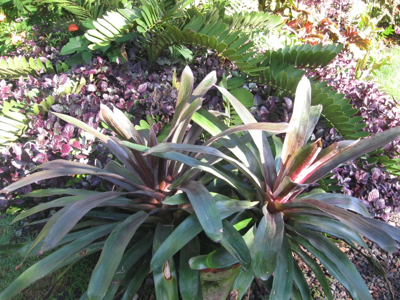 Neoregelia 'Birdrock’.jpg