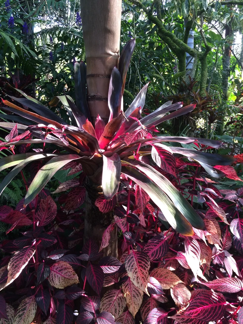 Neoregelia 'Birdrock’ (2).jpg