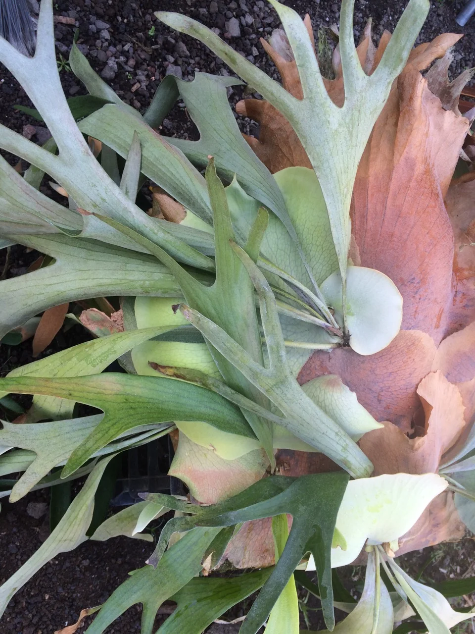 Platycerium bifucatum  ’Mt Lewis’ (1).jpg