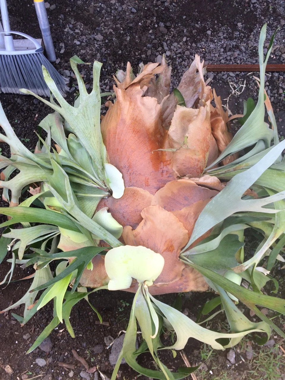 Platycerium bifucatum  ’Mt Lewis’.jpg
