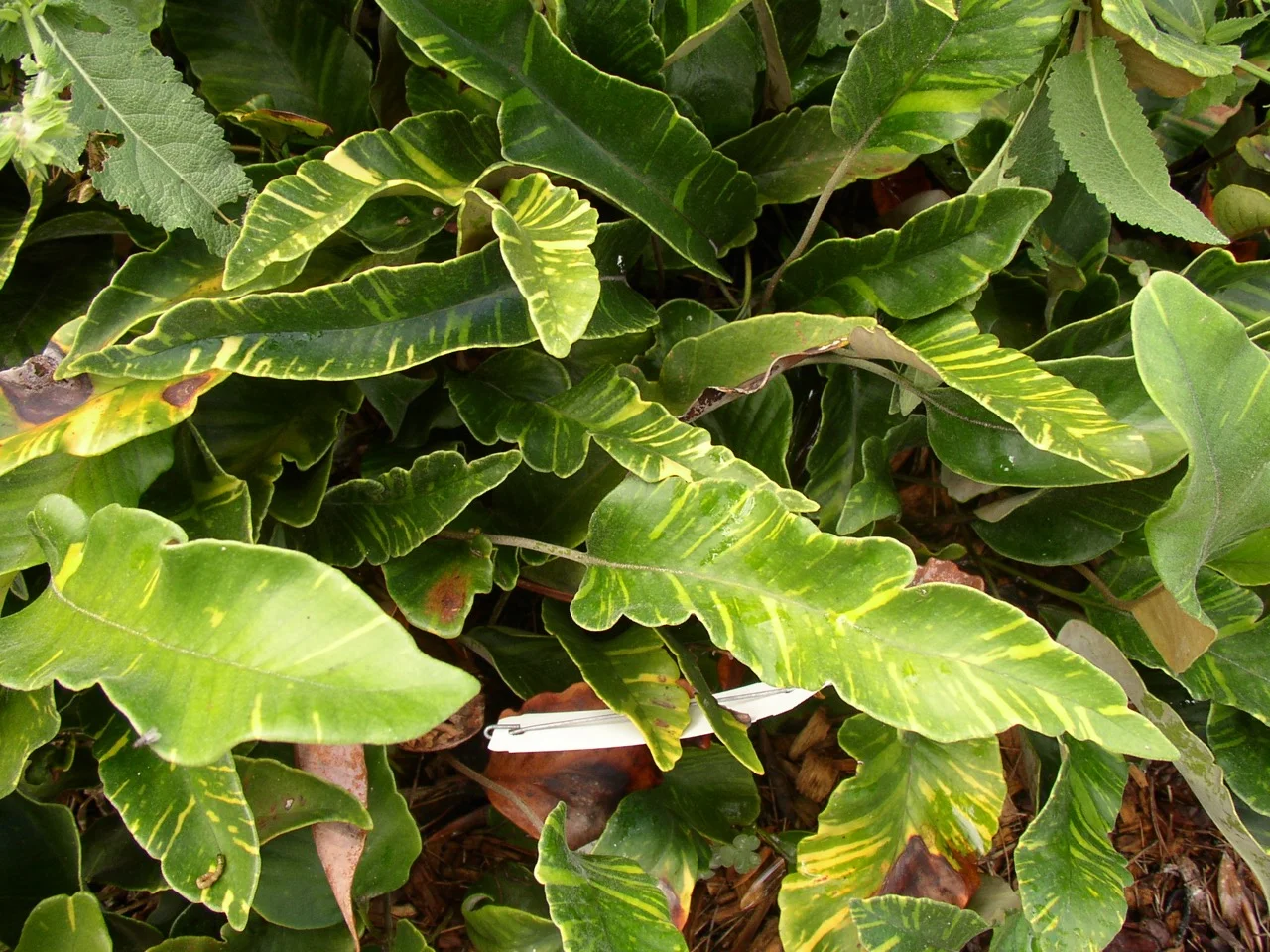 pyrrosia_lingua_variegata.jpg