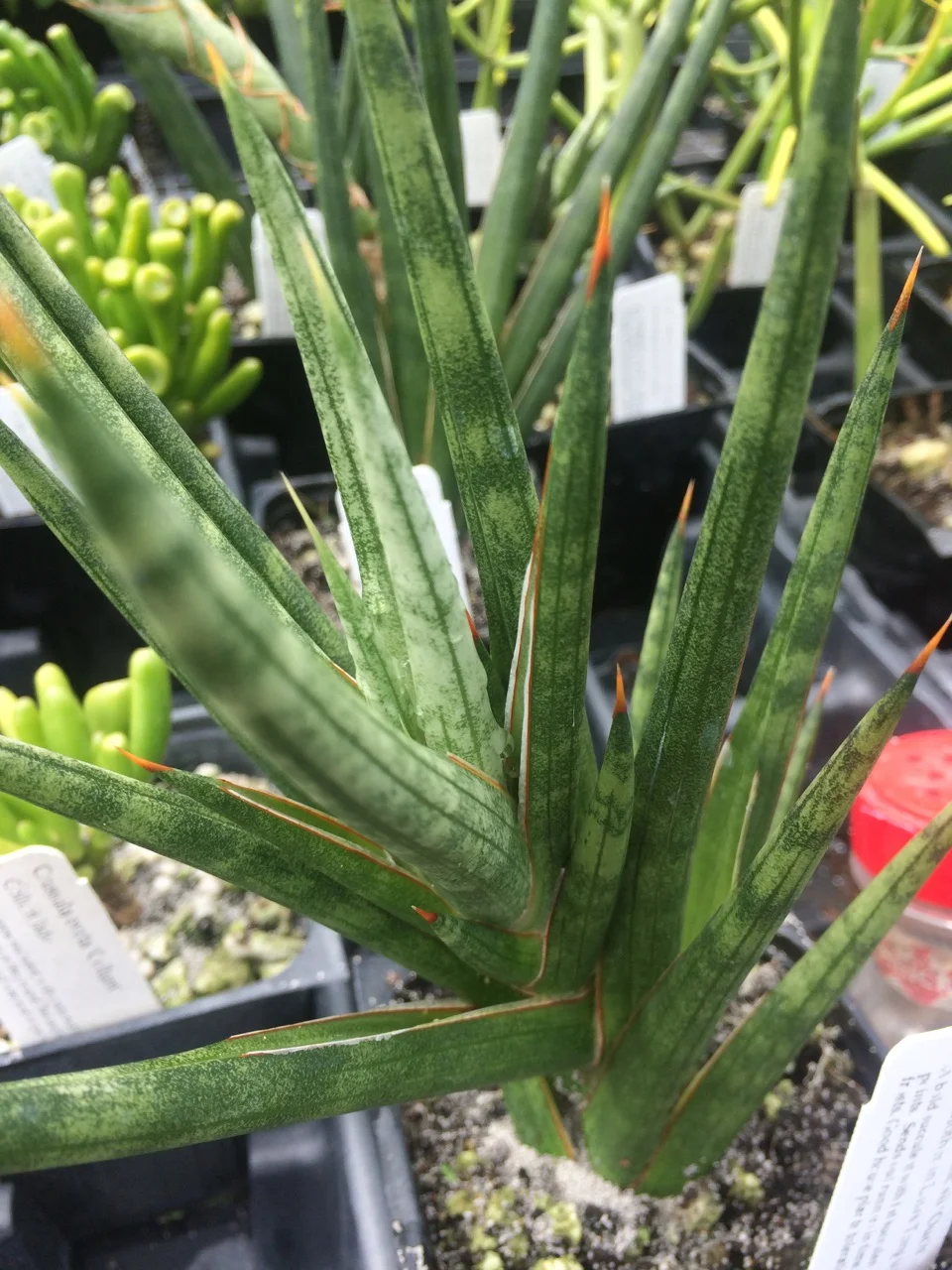 Sansevieria francisii ‘Ouch’ (2).jpg