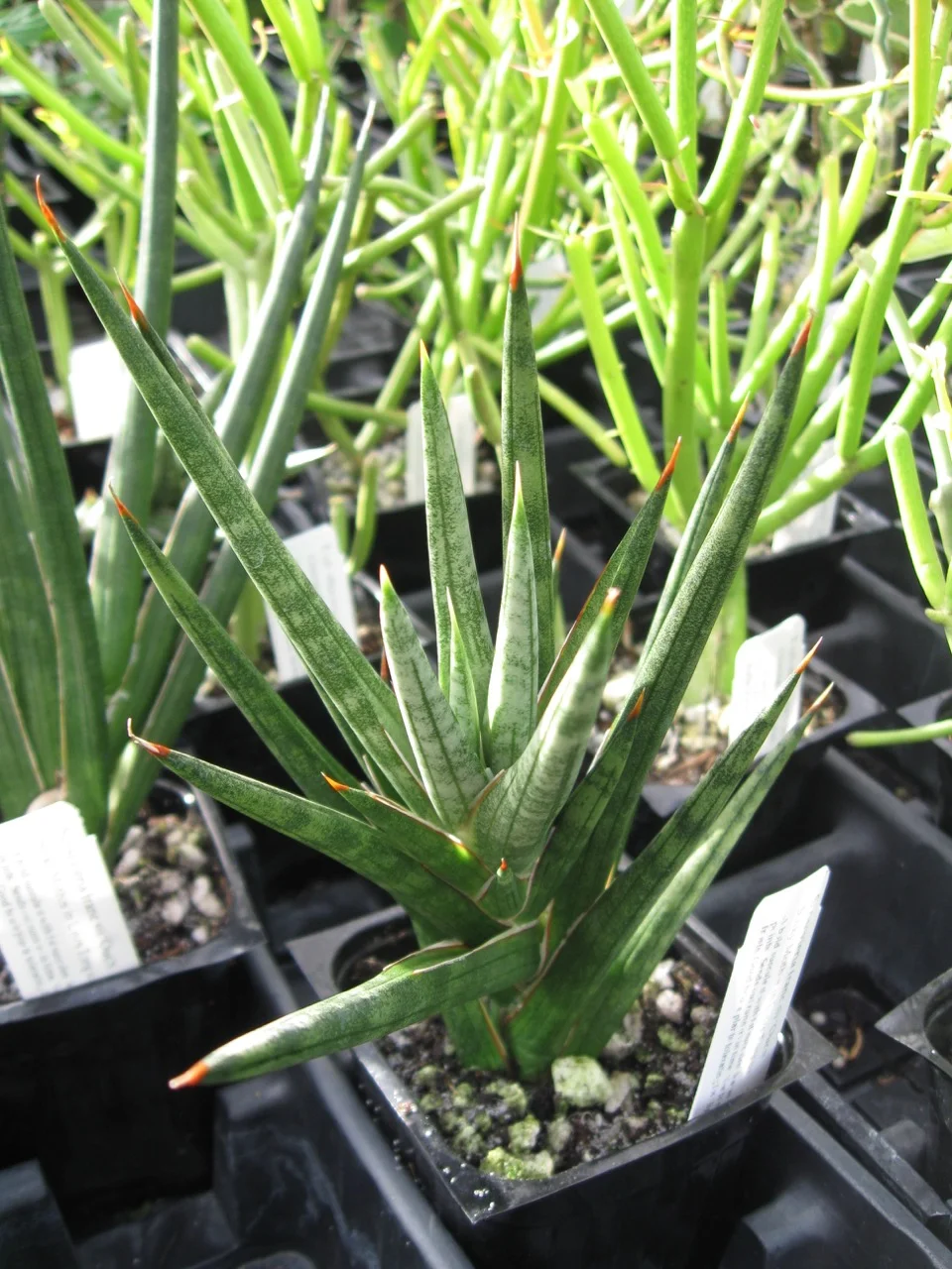 Sansevieria francisii Ouch  Vintage Green Farms with Tom Piergrossi