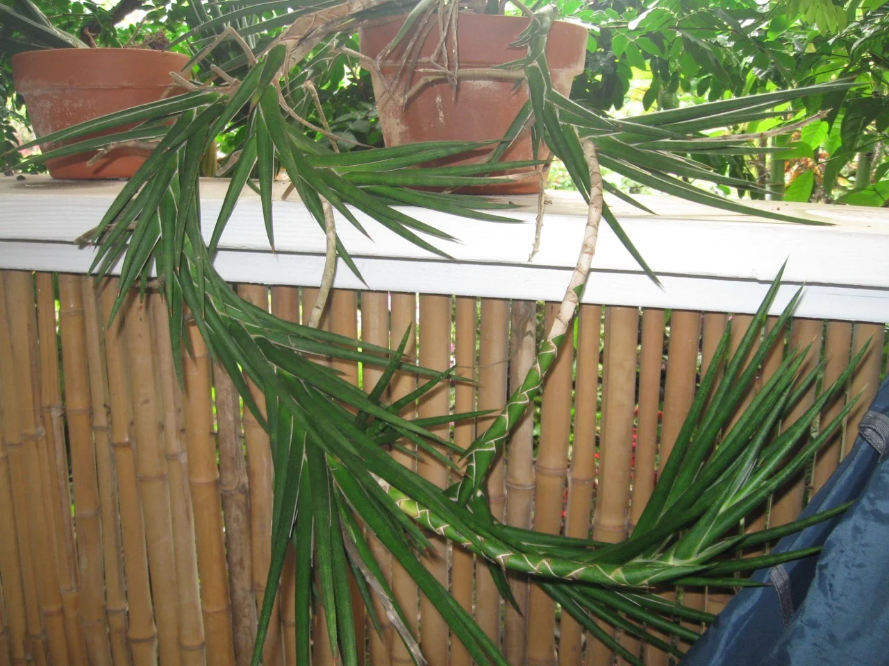 Sansevieria francisii Ouch  Vintage Green Farms with Tom Piergrossi