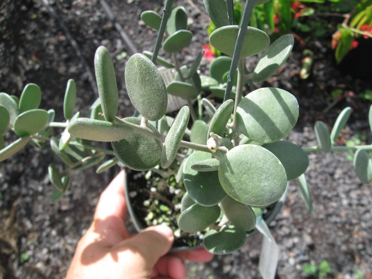 Xerosicyos danguyi.jpg