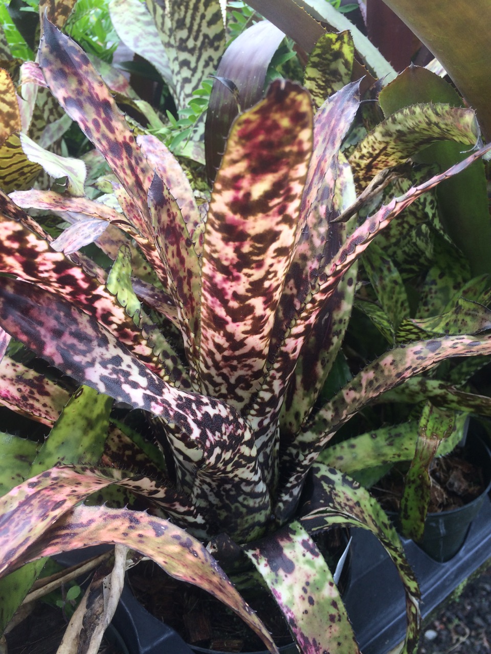 Aechmea orlandiana cv. 'Rainbow'.jpg