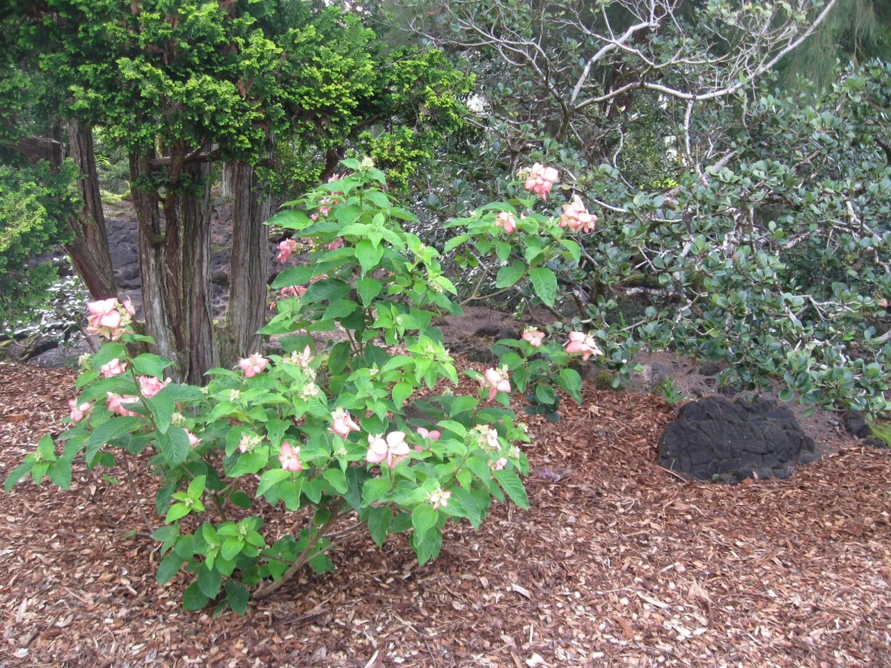 Mussaenda erythrophylla x 'Queen Sirikit' (1).jpg