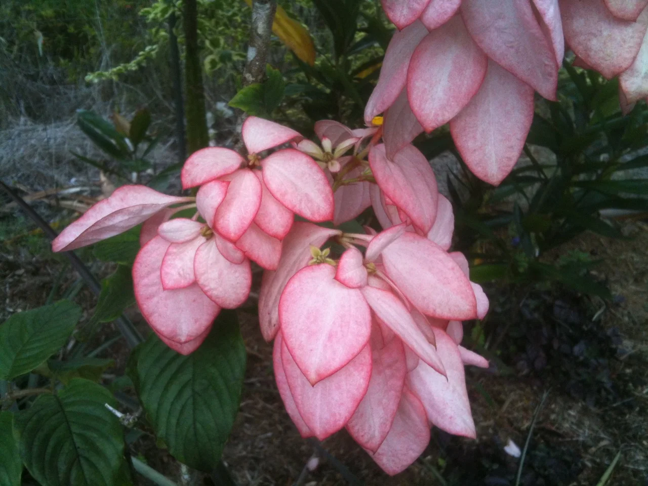 Mussaenda erythrophylla x 'Queen Sirikit' (2).jpg