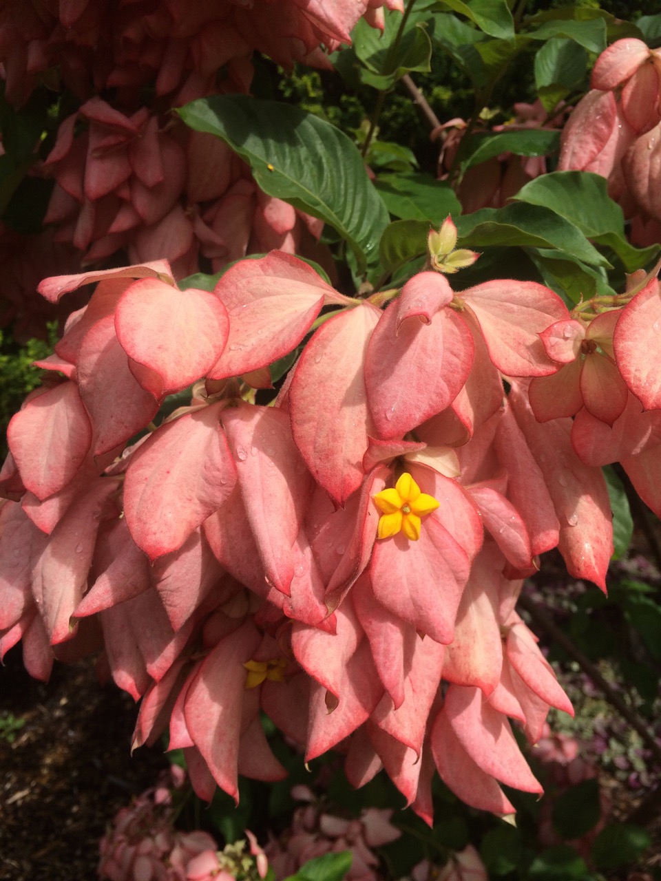 Mussaenda erythrophylla x 'Queen Sirikit' (4).jpg