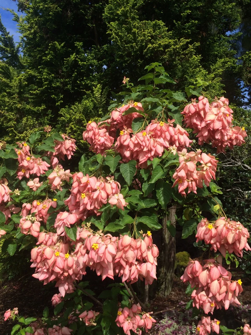 Mussaenda erythrophylla x 'Queen Sirikit' (3).jpg