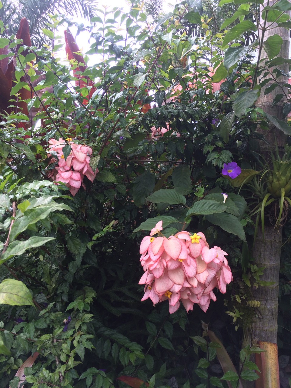 Mussaenda erythrophylla x 'Queen Sirikit' (5).jpg