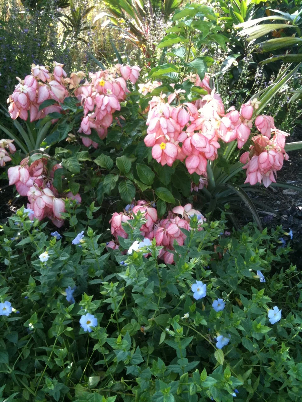 Mussaenda erythrophylla x 'Queen Sirikit'.jpg