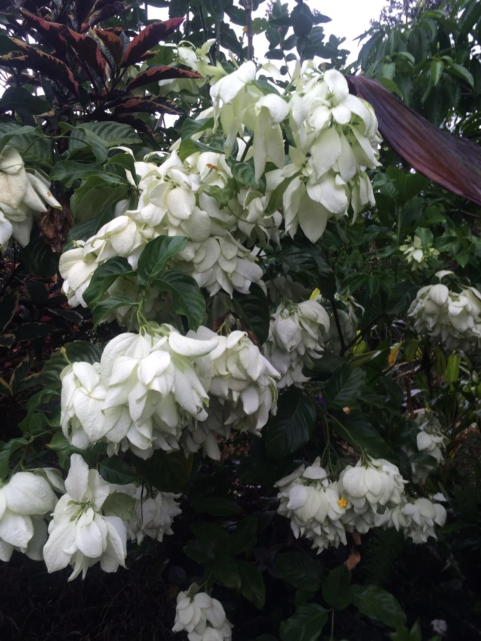 Mussaenda philippica 'Dona Aurora' (2).jpg