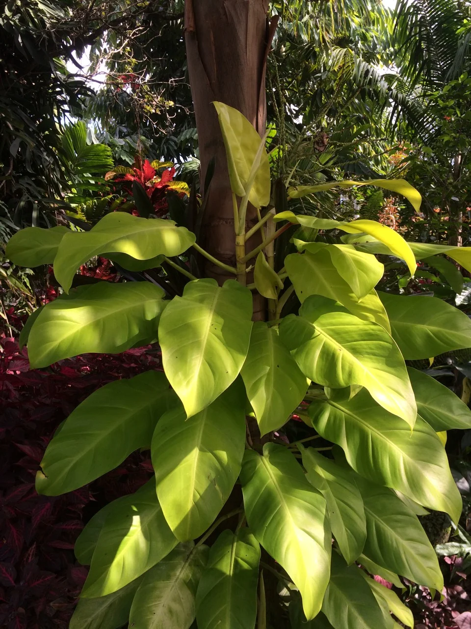 Philodendron domesticum 'Lemon Lime'  Vintage Green Farms with Tom  Piergrossi