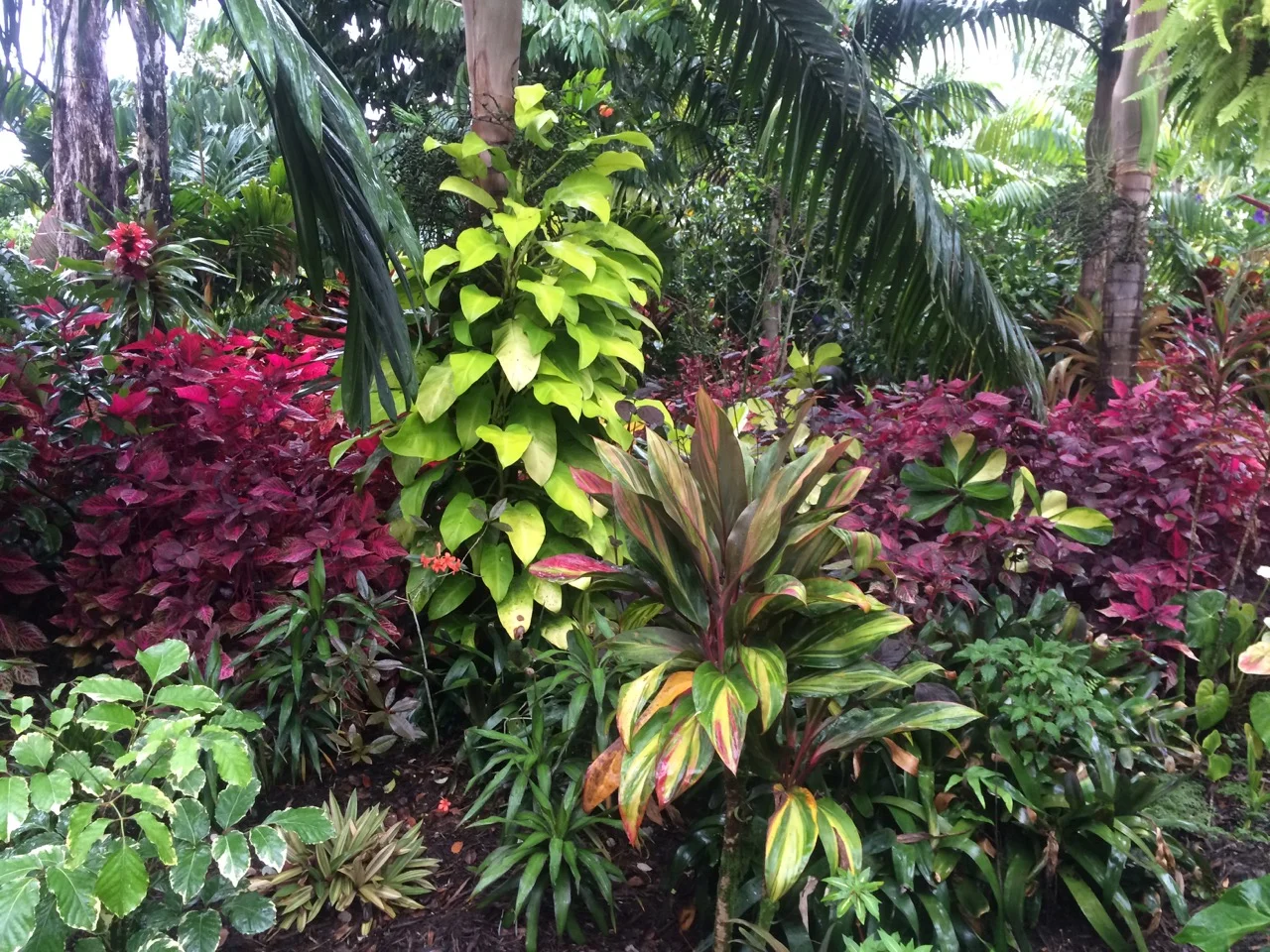 Philodendron Calkin's Gold (Hybrid) (2).jpg