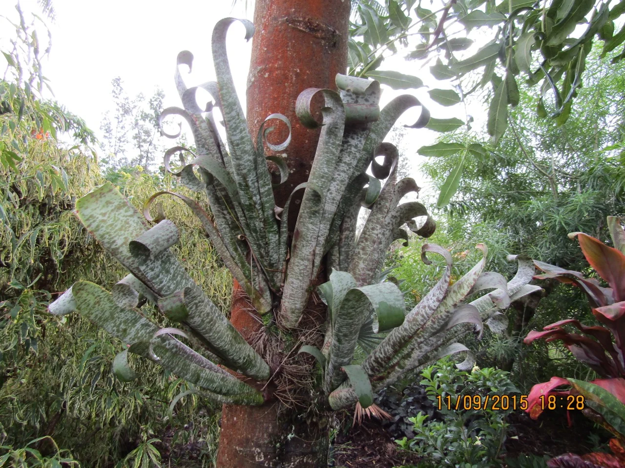 Quesnelia marmarata ‘Tim Plowman’ (2).jpg