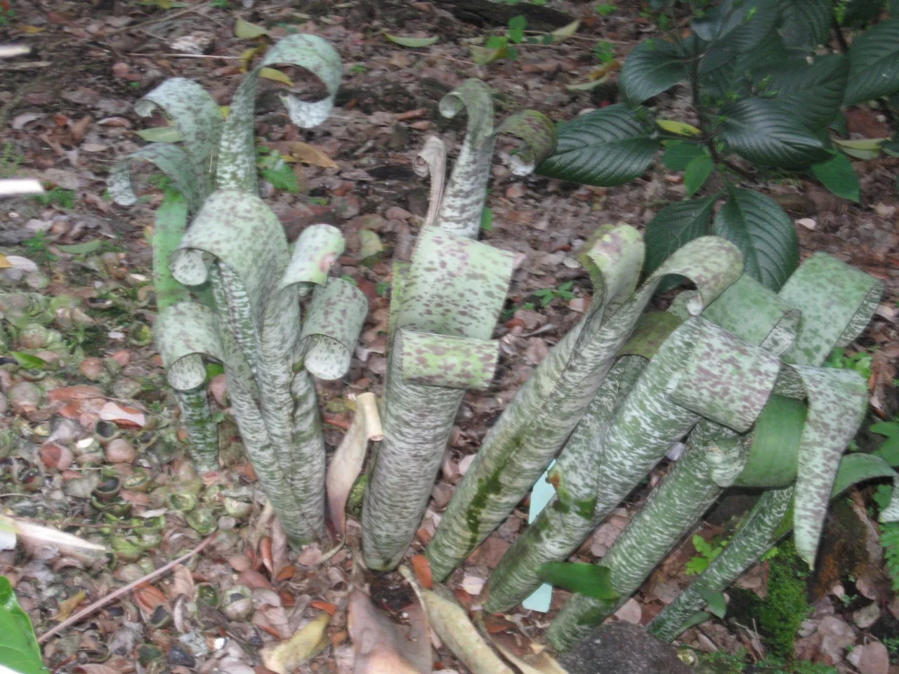 Quesnelia marmarata ‘Tim Plowman’.jpg