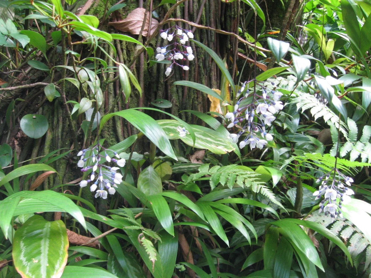Medinilla alata (M. crassata).jpg