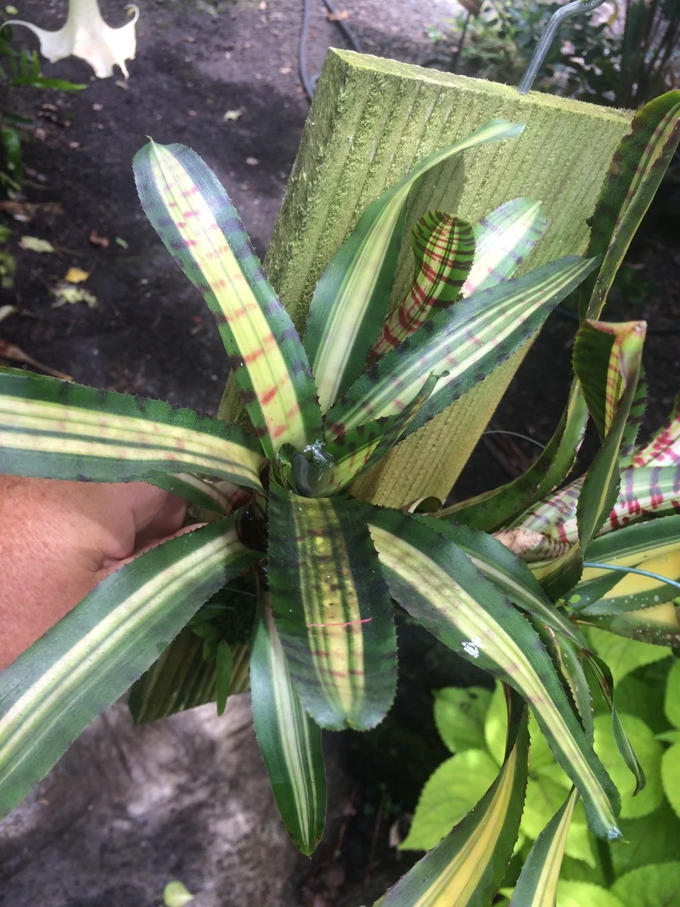 Neoregelia 'Palmares' (Chester Scotak Mini) (1).jpg