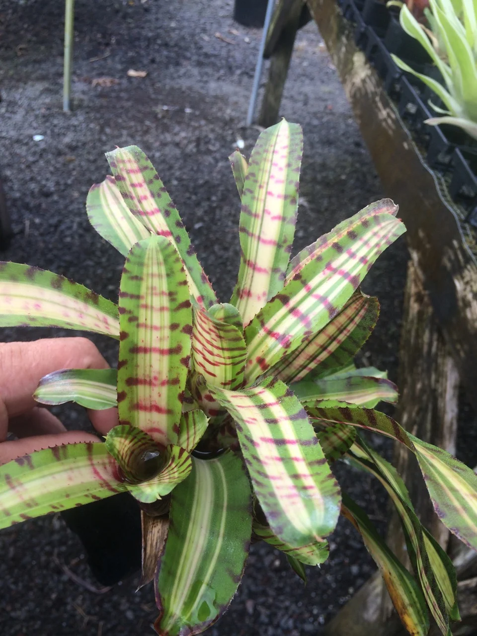 Neoregelia 'Palmares' (Chester Scotak Mini) (3).jpg