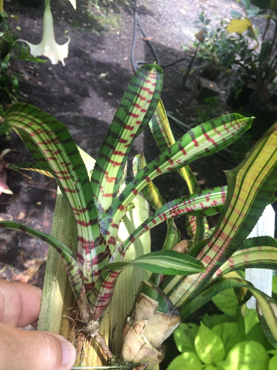 Neoregelia 'Palmares' (Chester Scotak Mini) (2).jpg