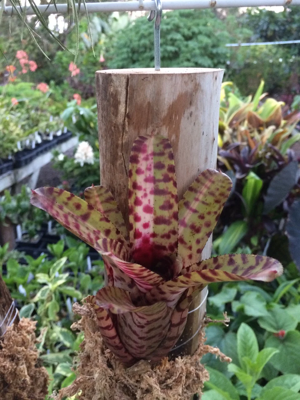 Neoregelia 'Palmares' (Chester Scotak Mini).jpg