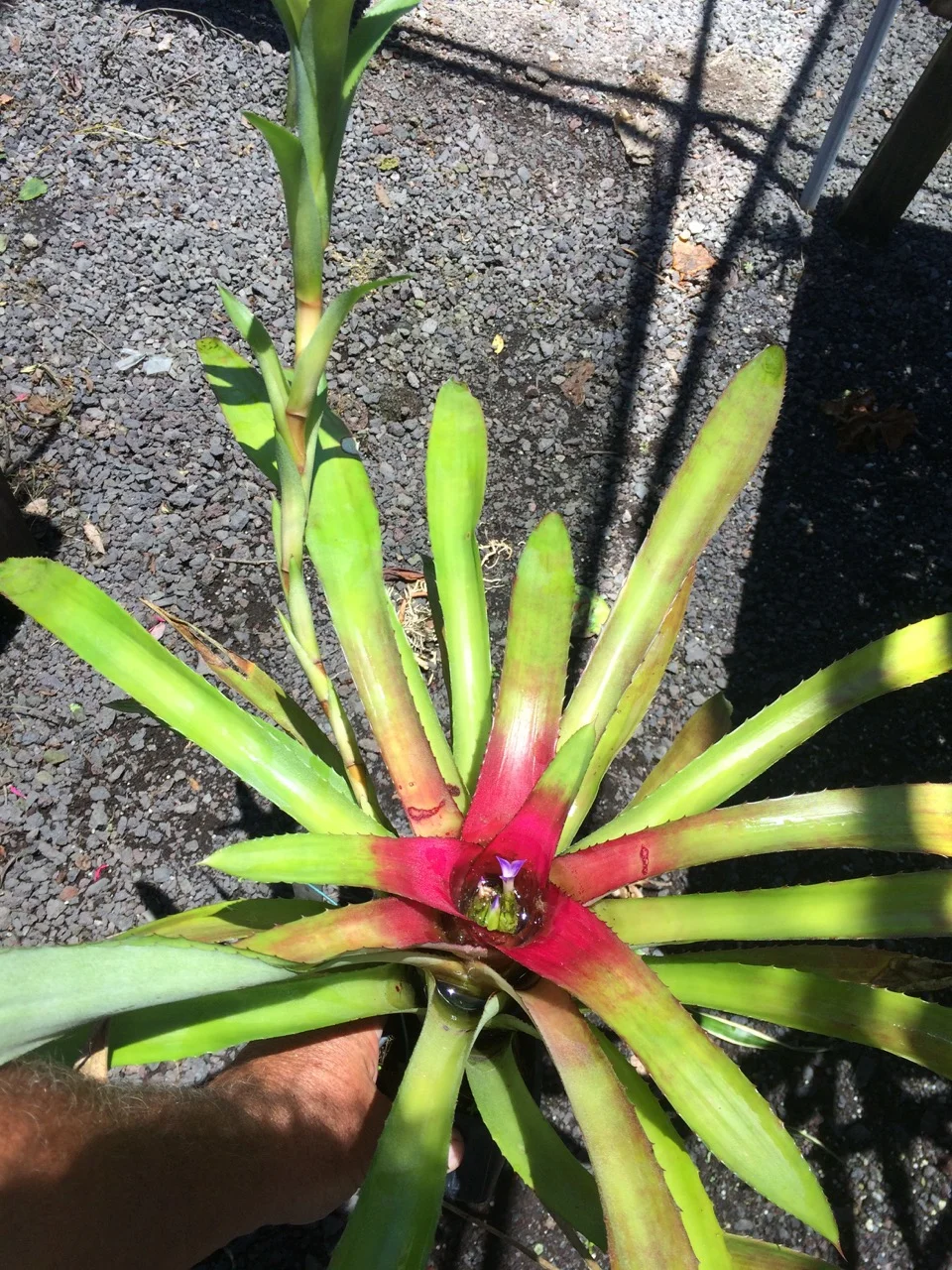 Neoregelia pendula v. brevifolia (1).jpg